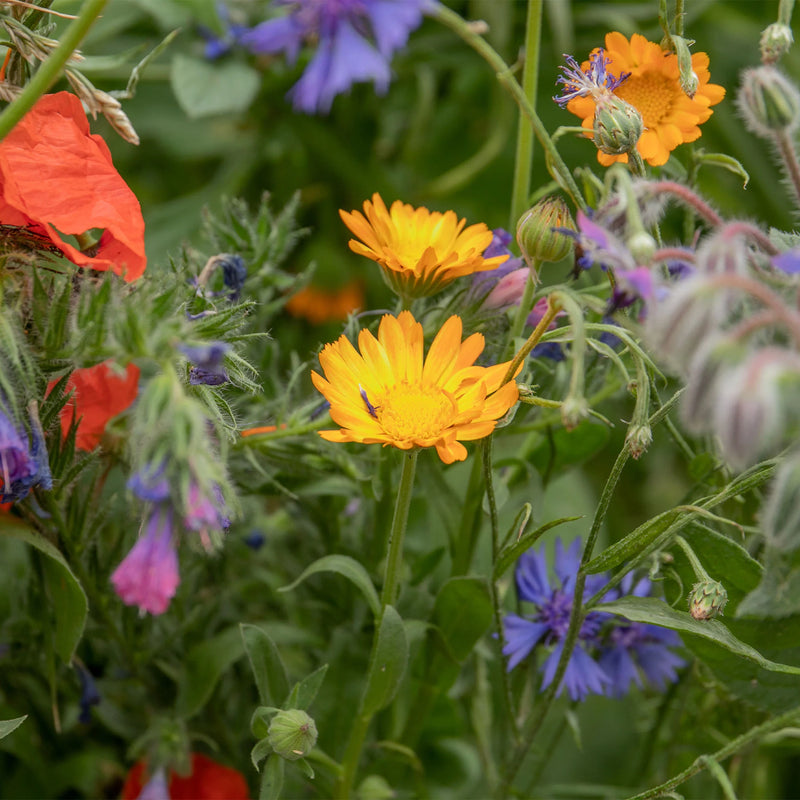 Bee Friendly - Natures Haven Easy Wildflower Mix 4kg