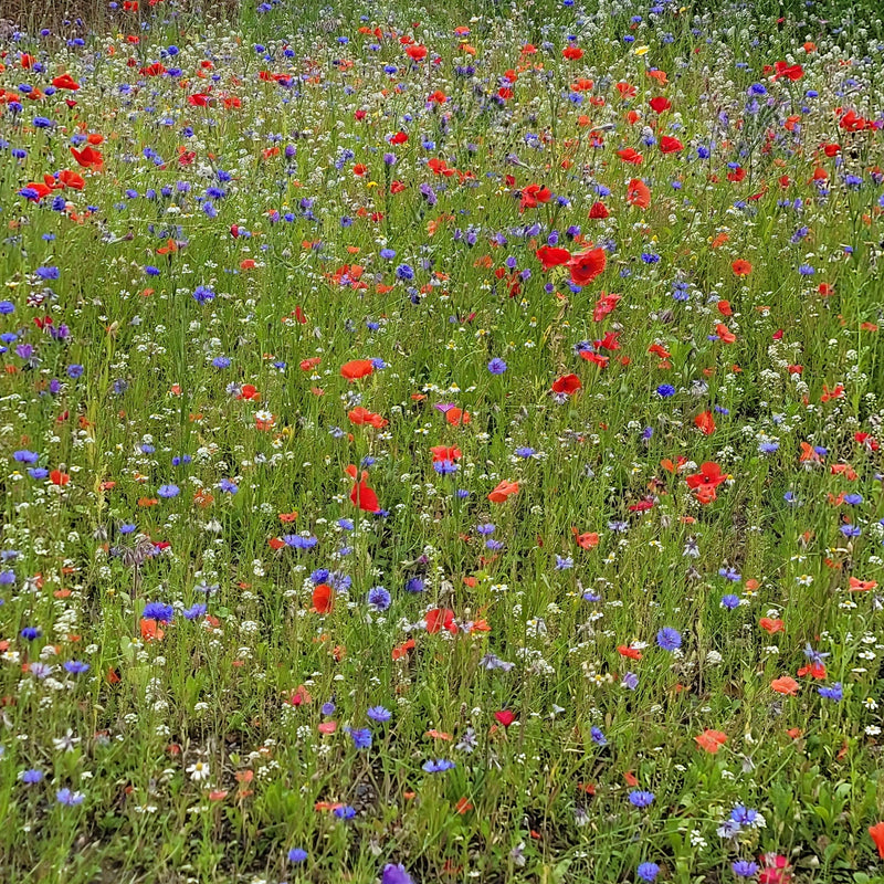 Bee Friendly - Natures Haven Easy Wildflower Mix 4kg