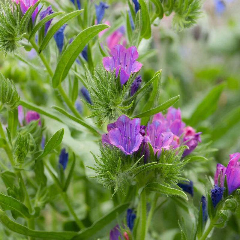 Bee Friendly - Natures Haven Easy Wildflower Mix 4kg