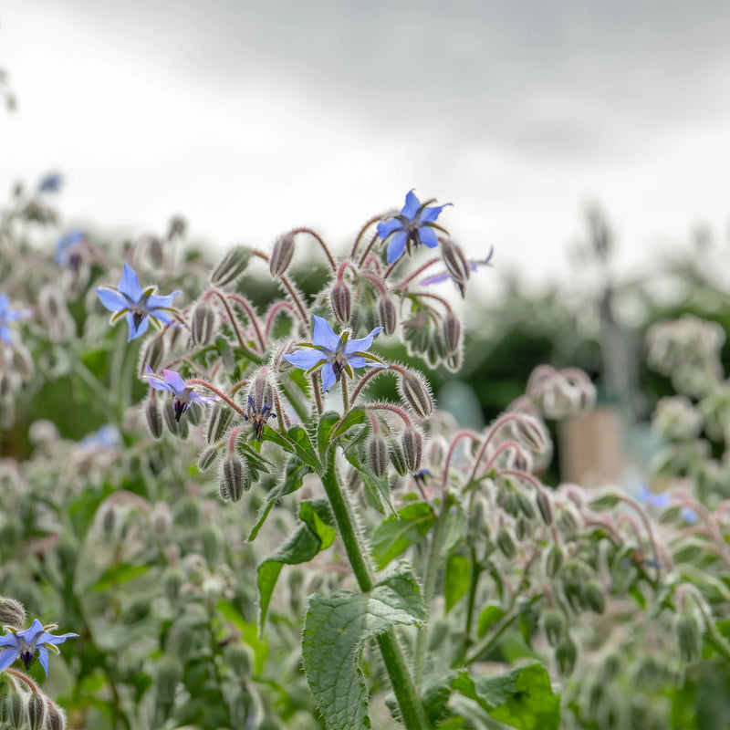 Bee Friendly - Natures Haven Easy Wildflower Mix 4kg