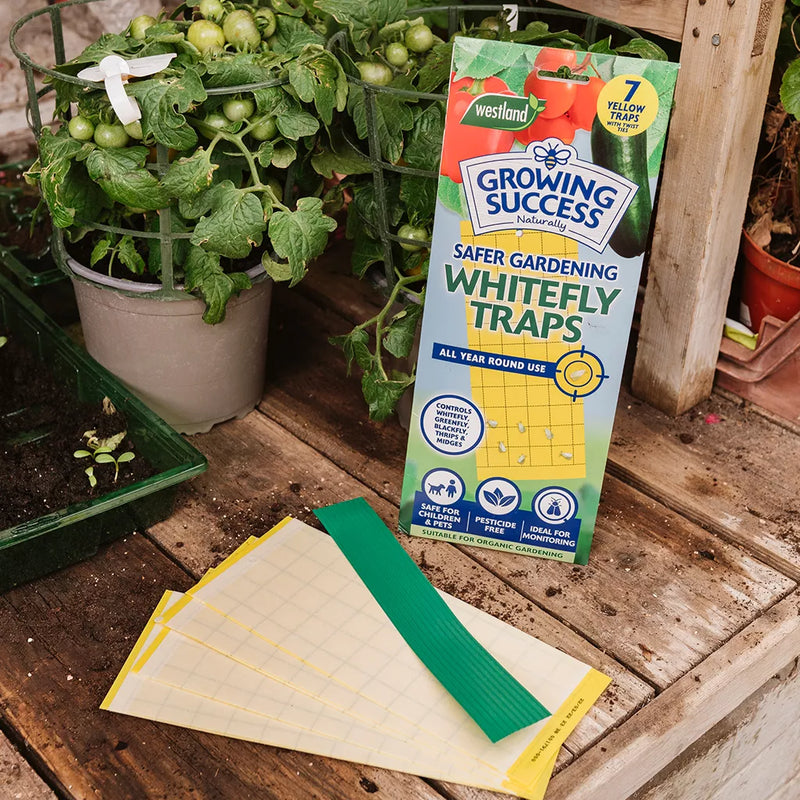 Growing Success Greenhouse Whitefly Traps