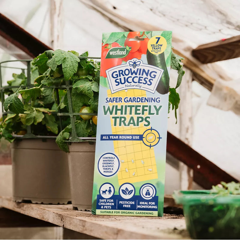 Growing Success Greenhouse Whitefly Traps