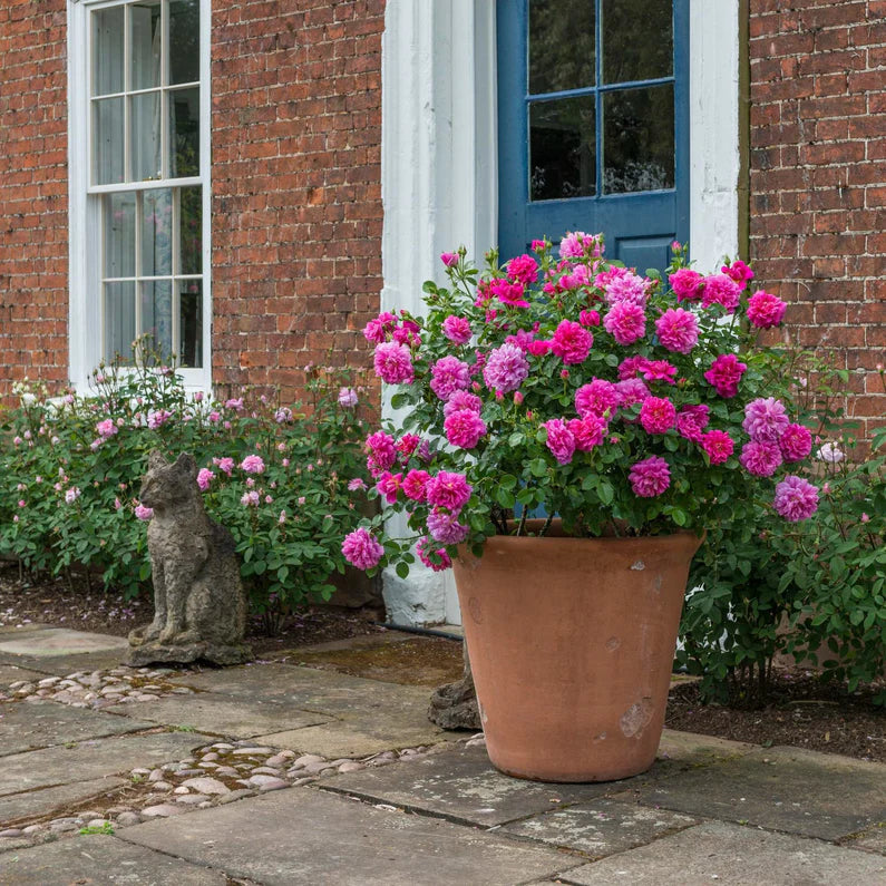 Princess Anne David Austin Fragrant Rose 6 Litre