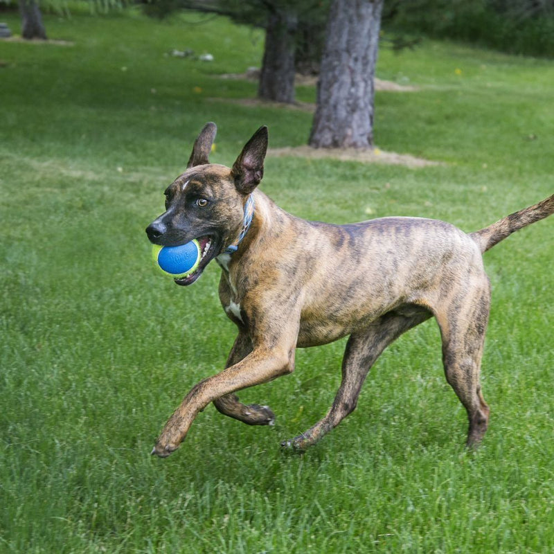 KONG Ultra Squeakair Ball Medium