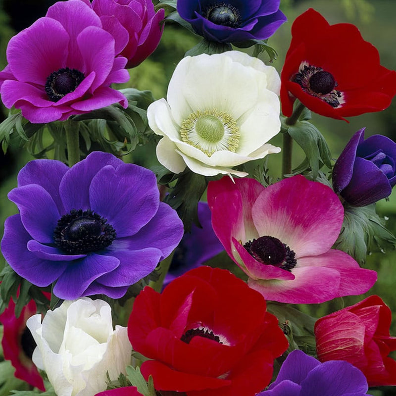 Anemone De Caen Mixed (9cm)