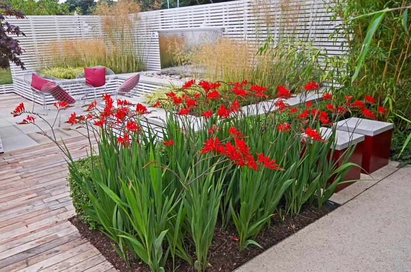Crocosmia Lucifer 2 Litre