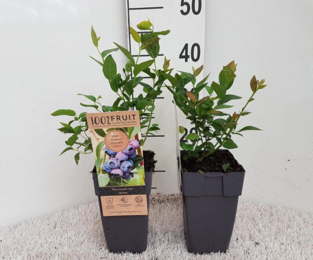 Blueberry 'Jersey' | Vaccinium corymbosum Jersey 2 Litre