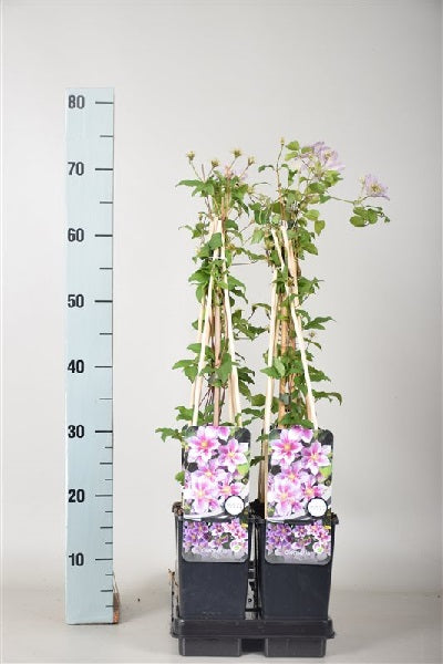 Clematis 'Piilu' 2L 4 Cane