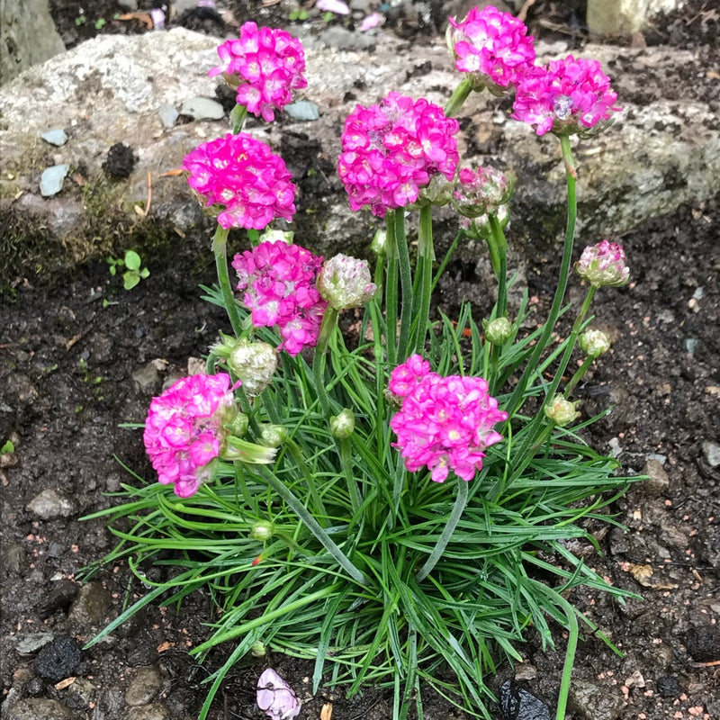 Armeria maritima 'Armada Rose'