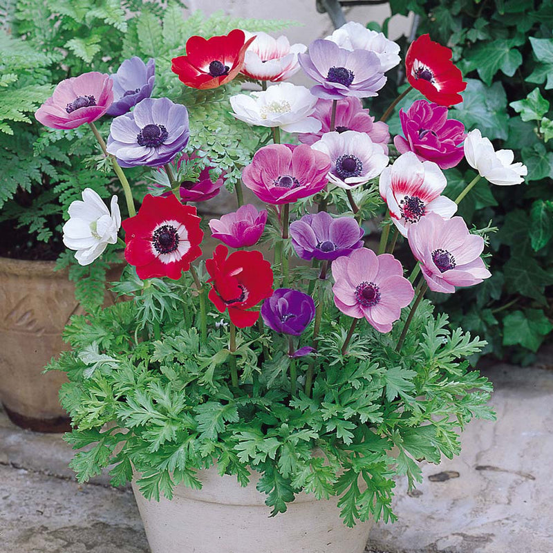 Anemone De Caen Mixed (9cm)