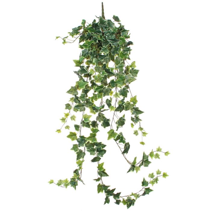 Ivy Hanging Green Variegated 130 x 24 x 15cm