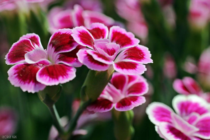 Dianthus Pink Kisses P10.5