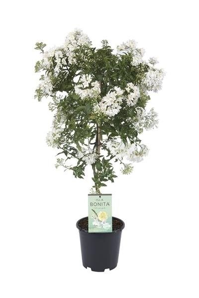 Solanum jasminoides on a stem