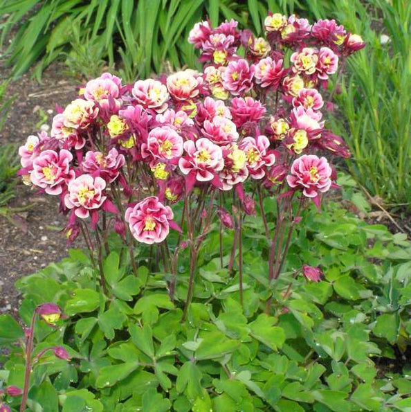 Buy Garden Plants & Flowers Online Ireland Buy Cottage Garden Plants