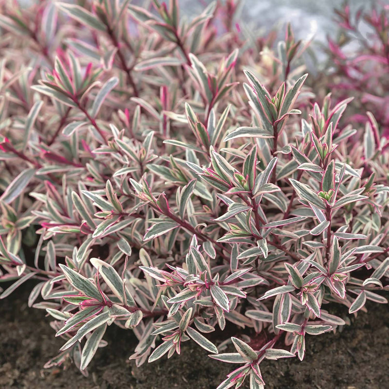 Hebe 'Magicolors'  mix  2 Ltr pot