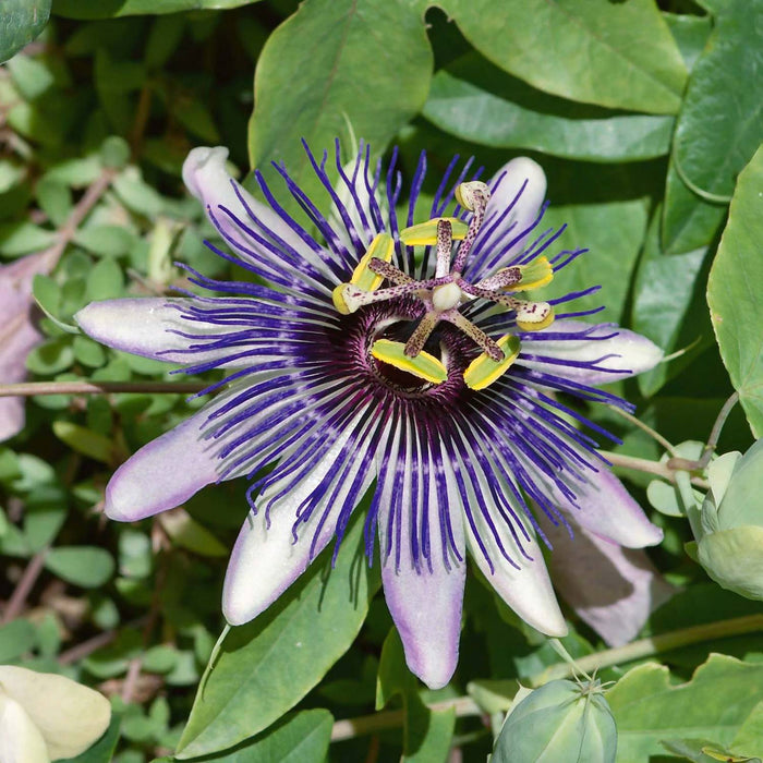 Passiflora Mix | Passion Flower Mixed Colour Pyramid P17