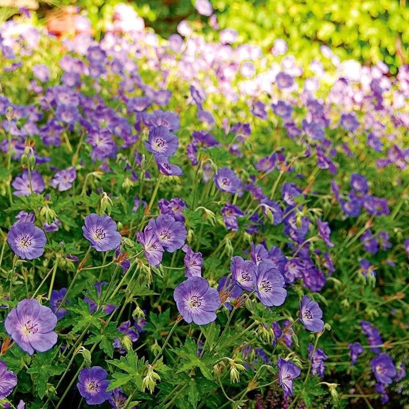 Geranium Rozanne