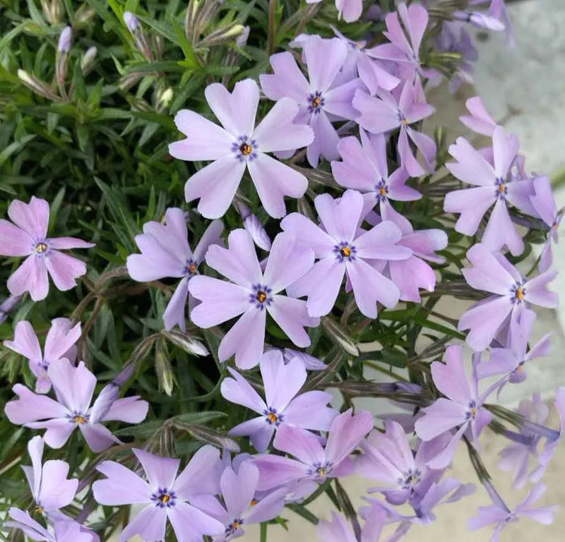 Phlox subulata Emerald Cushion Light Blue