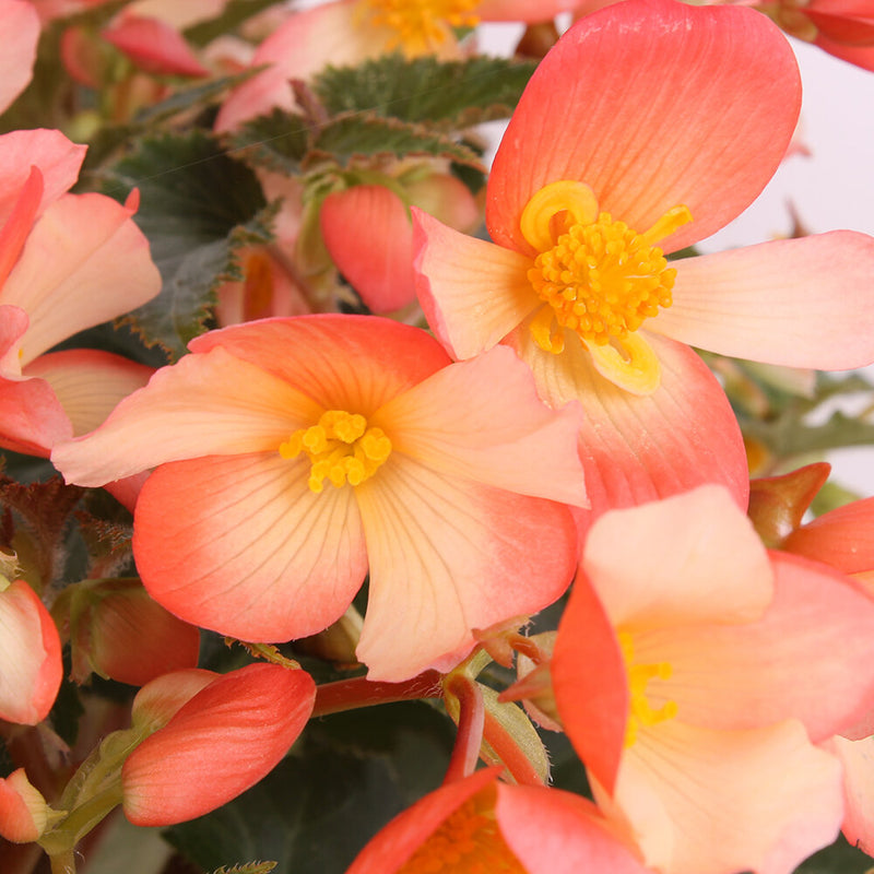 Begonia Waterfall  Angel Soft Orange P12