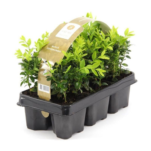 Buxus Sempervirens 6 Pack