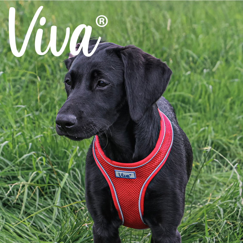 Ancol Viva Comfort Mesh Dog Harness Red Medium (44-57cm Chest)