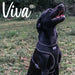Ancol Viva Comfort Harness Small 34-45cm Black
