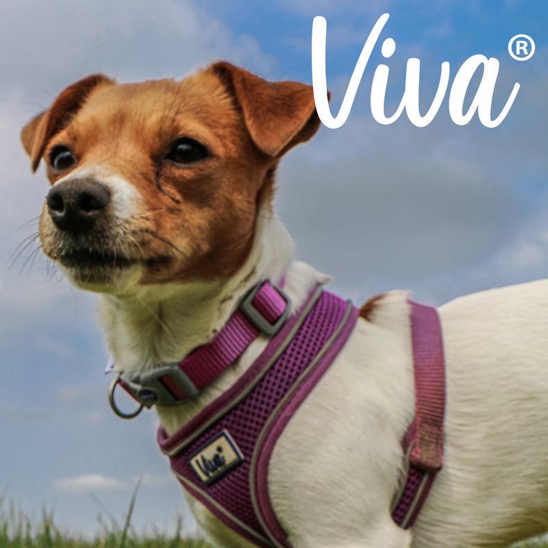 Ancol Viva Confort Mesh Dog Harness Pruple Medium (44-57cm Chest)