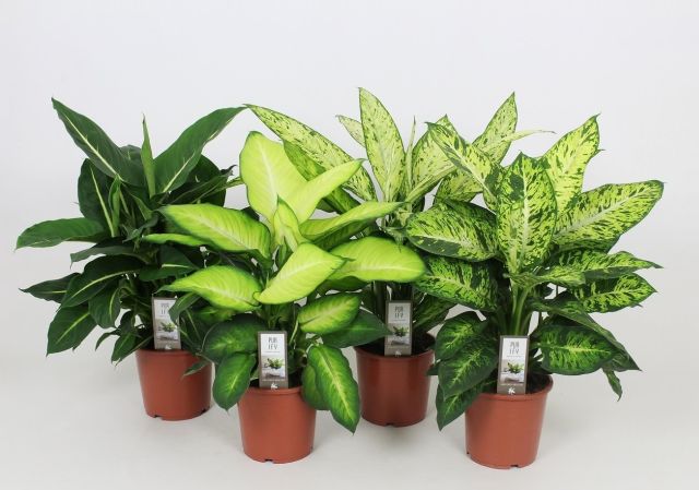 Dieffenbachia 65-70cm
