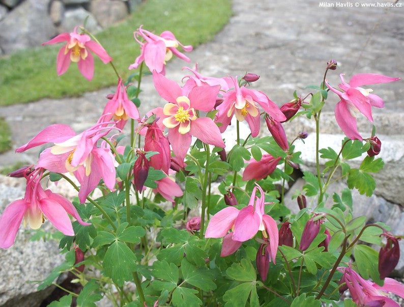 Aquilegia Spring Magic Rose and Ivory