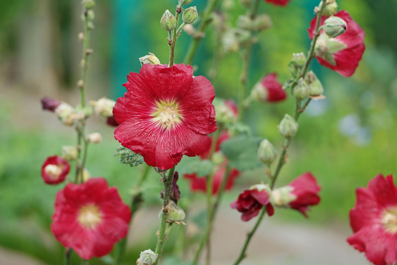 Alcea Rosea Red | Hollyhock