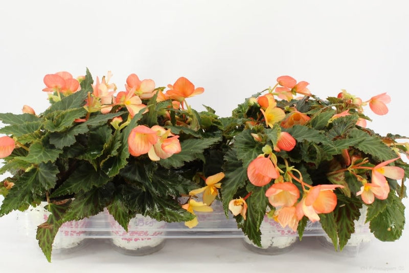 Begonia Waterfall  Angel Soft Orange P12