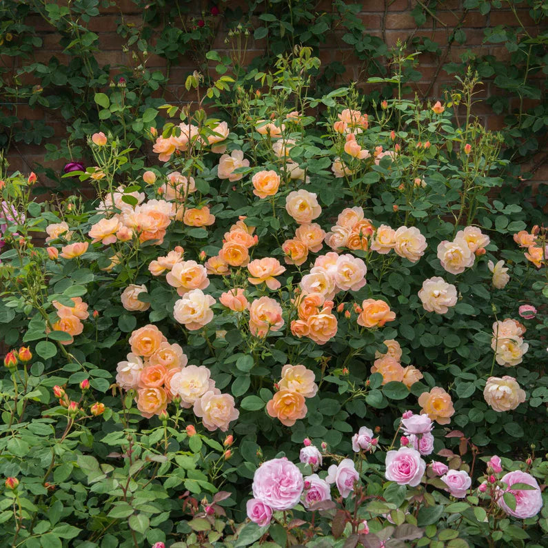 The Lark Ascending David Austin Fragrant Rose 6 Litre