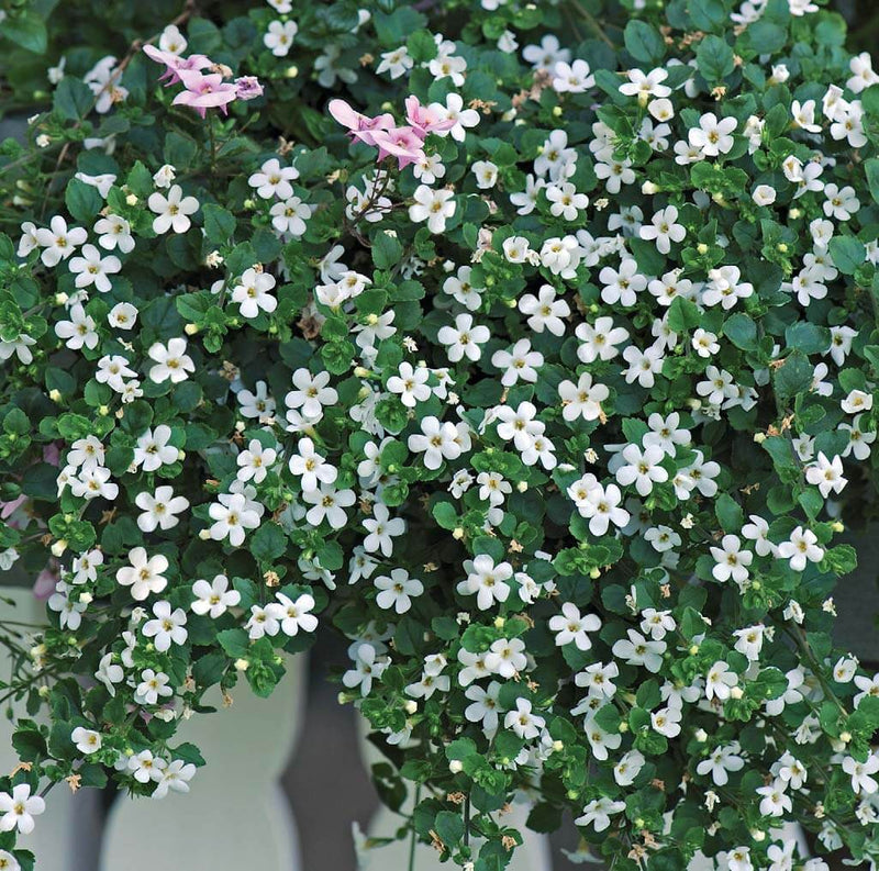 Bacopa White 10cm
