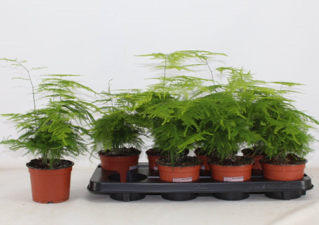 Asparagus Fern | Asparagus setaceus P12