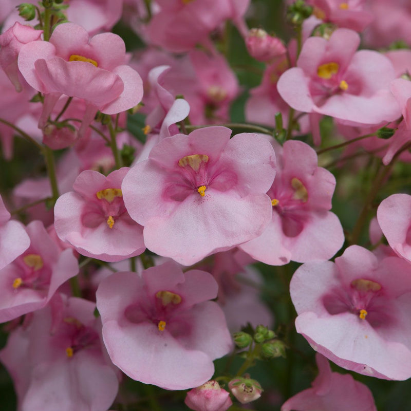 Diascia Flying Light Pink