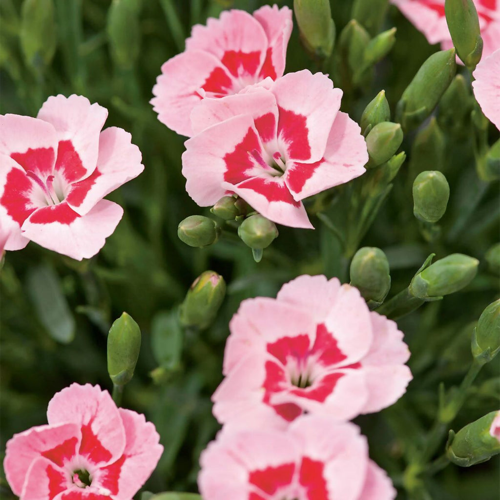 Buy Seasonal Bedding Plants Bedding Plants Dublin Bedding Plants