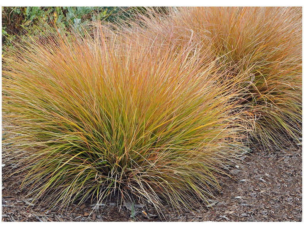 Carex testacea 'Prairie Fire' P14 — Newlands Garden Centre
