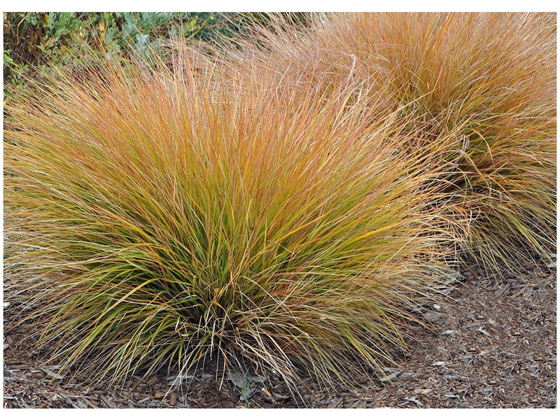 Carex testacea 'Prairie Fire' P14