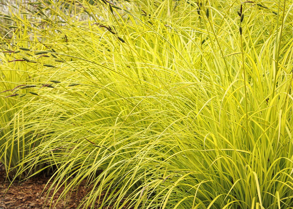 Pond Plants Ireland Pond & Water Garden Plants For Sale Water