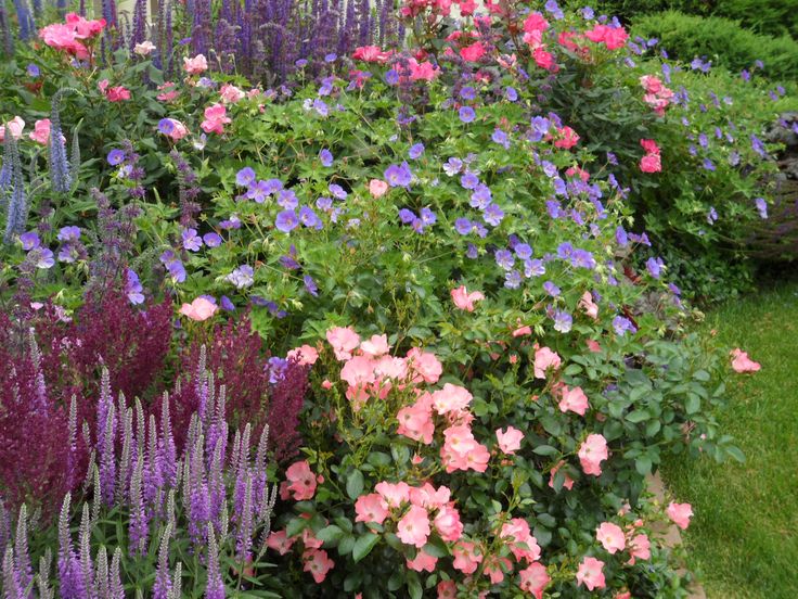 Geranium Rozanne