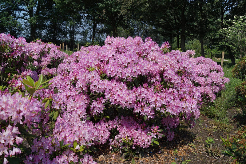 Rhododendron ponticum 'Roseum' 5L
