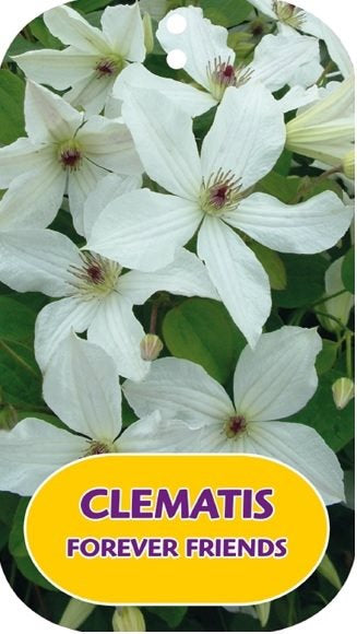 Clematis 'Forever Friends'