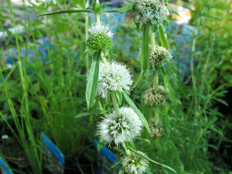 Preslia cervina 'Alba' | White Water Spearmint P9
