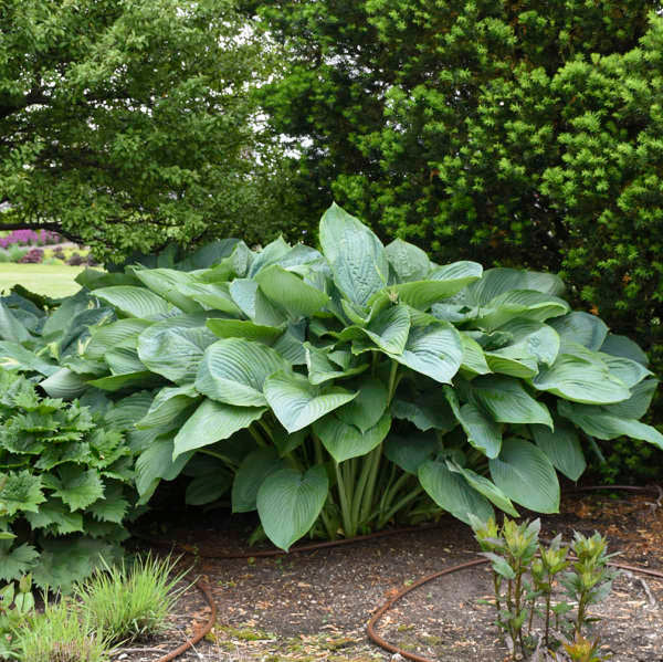 Hosta 'Empress Wu'
