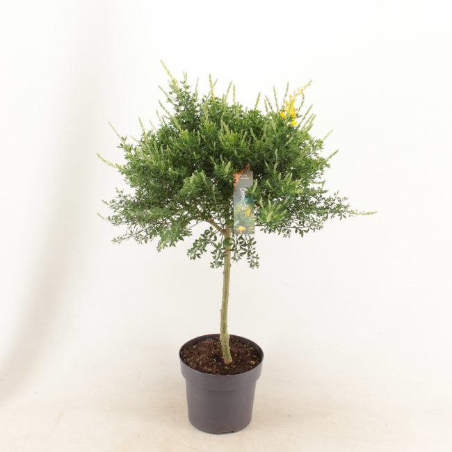 Genista spachiana on Stem
