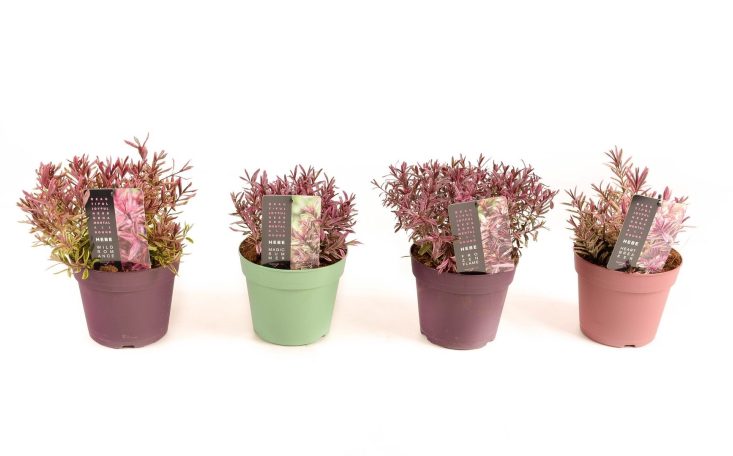 Hebe 'Magicolors'  mix  2 Ltr pot