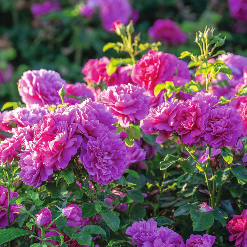 Princess Anne David Austin Fragrant Rose 6 Litre