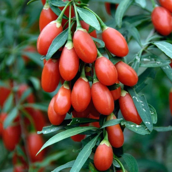 Goji Berries | Lycium barbarum 'Sweet Gogi' 2 Litre on Cane