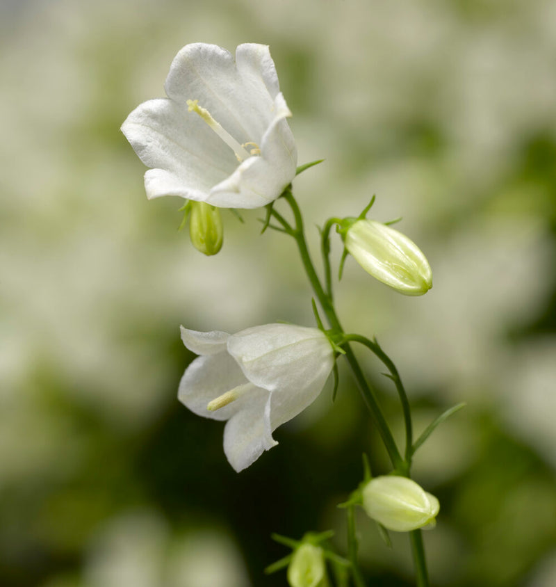 Campanula Swinging Bells White (9cm)