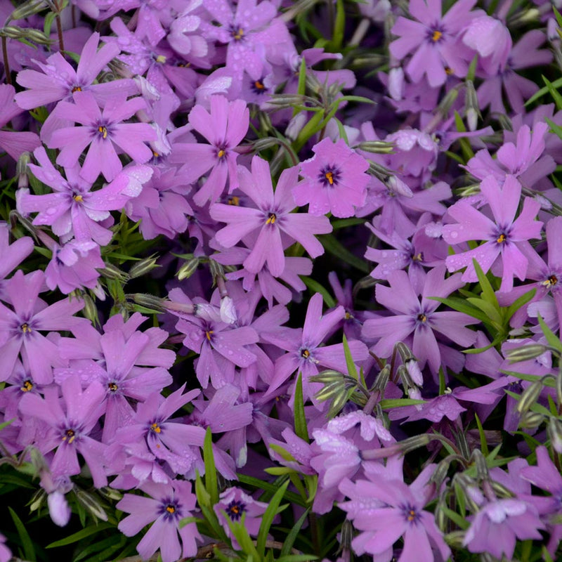 Phlox subulata Purple Beauty Lilac Alpine in 9cm Pot
